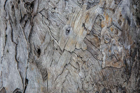 Tree bark texture woodbackgroundの写真素材