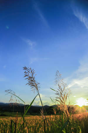 beautiful sunset and grass flowerの写真素材