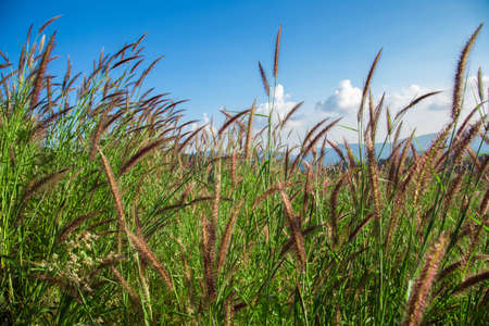 reed on the shore of the swampの写真素材