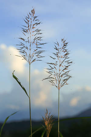 beautiful sunset and grass flowerの写真素材