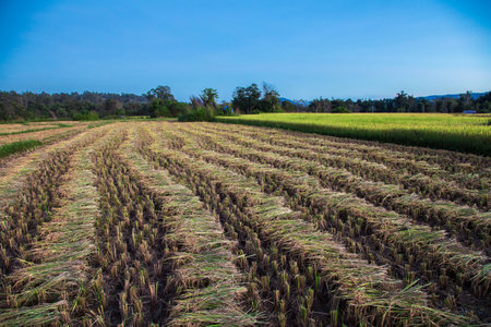 The way to rice field with morning light. walk way to paddy field. Mae Chaem, Chiang Mai, Thailandの写真素材