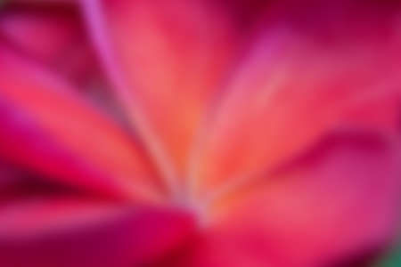blur flower for backgroundの写真素材