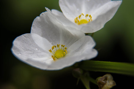 Macro with white cistus flowers in a Ligurian garden. Flowering with roses typical of the Mediterranean climate with crumpled petals.の写真素材