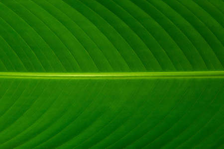 leaves that the garden uses as background imagesの写真素材
