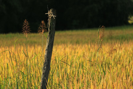 The way to rice field with morning light. walk way to paddy field. Mae Chaem, Chiang Mai, Thailandの写真素材