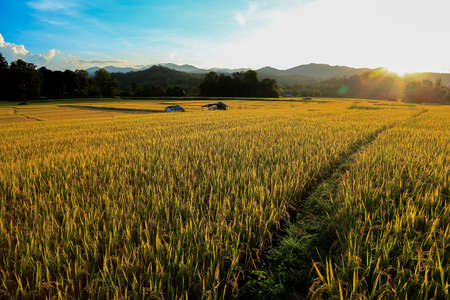 The way to rice field with morning light. walk way to paddy field. Mae Chaem, Chiang Mai, Thailandの写真素材
