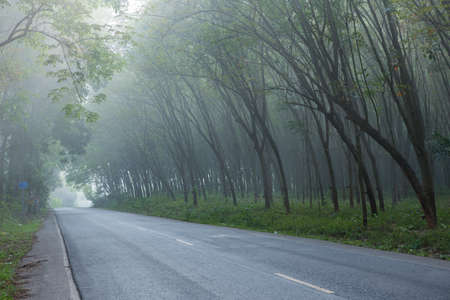 Background image tree planting rubber tree By road in Thailandの写真素材