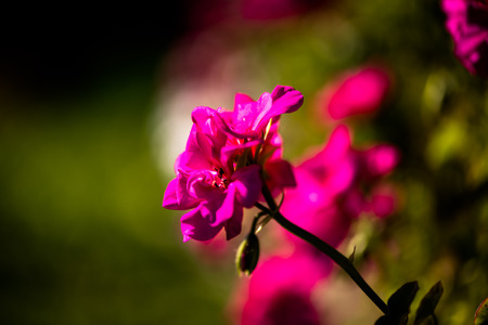 Amazing flowersの写真素材