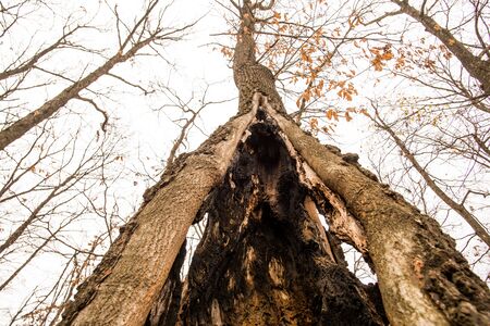 Strange treeの写真素材