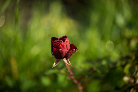 Red roseの写真素材
