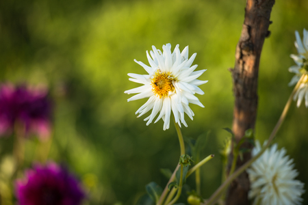 Wild flowerの写真素材