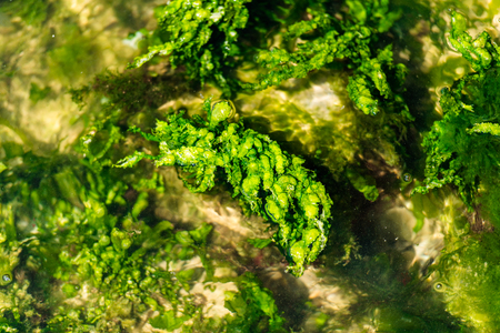 Sea plantsの写真素材
