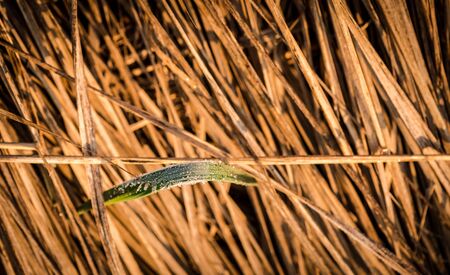 Spring plantsの写真素材
