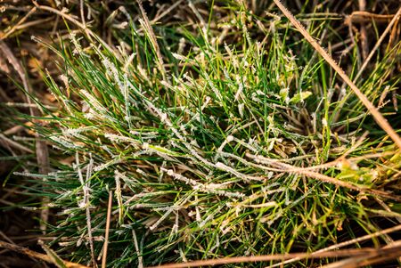 Spring green plantsの写真素材