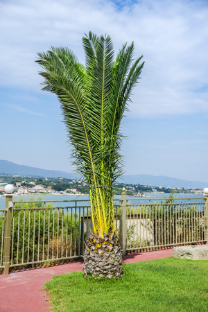 Tree at the seaの写真素材