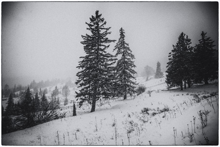 Snow treesの写真素材