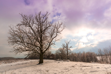 Snow trees in the cold dayの写真素材