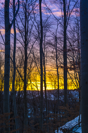Sunrise in the forest at the winter timeの写真素材