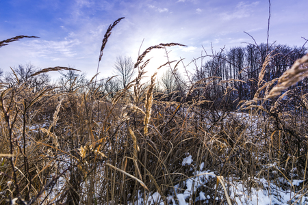 Plants in the snowの写真素材
