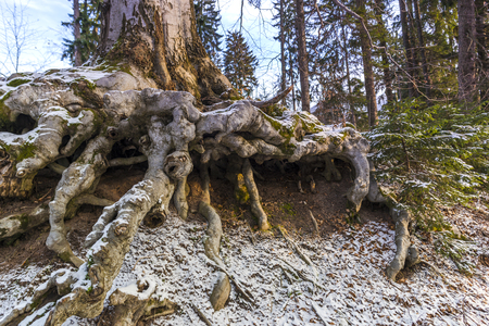 Winter landscape in the forestの写真素材