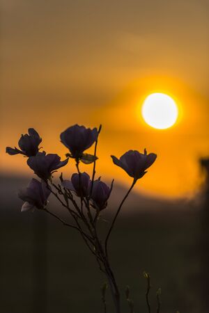 Flowers silhouetteの写真素材