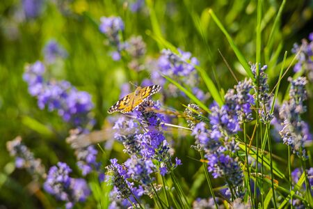 Lavander flowersの写真素材