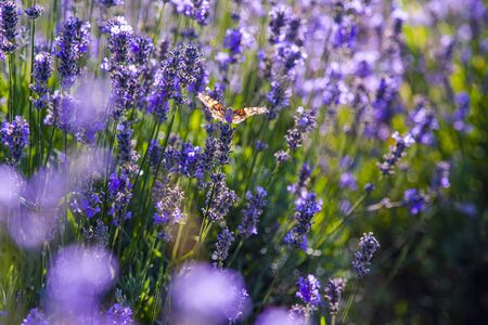 Lavander flowersの写真素材