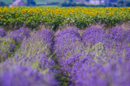 Lavander fierld in the summerの写真素材