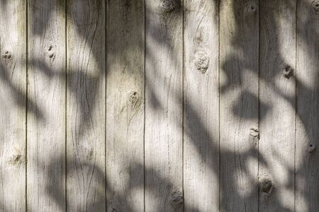 cement walls striped bark under the canopy of leavesの写真素材