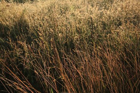 colorful grass field in the morning