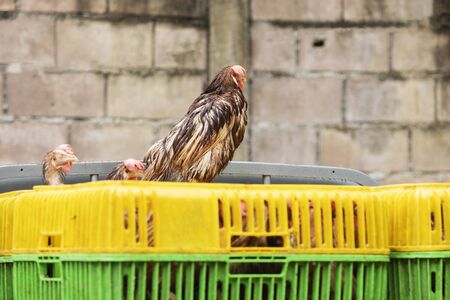 cock during transportation through the rainの写真素材