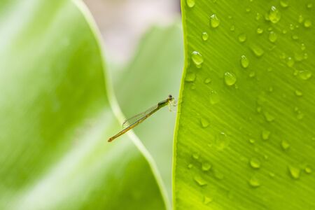 colorful damselfly with fresh green leavesの写真素材