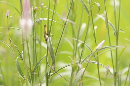 little lizard with green natural backgroundの写真素材