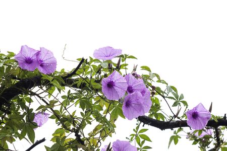 purple morning glory flower with drops climbing on dried branches tree isolated on whiteの写真素材