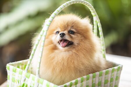 lovely pomeranian dog sitting in green basketの写真素材