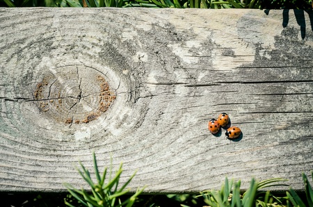 Ladybugs on wooden fenceの素材