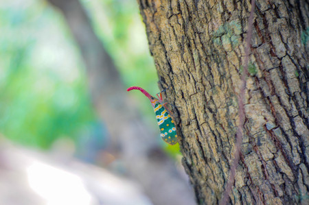 Butterfly with a turkeyの写真素材