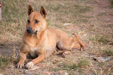 brown dog in park, dog laying in grassの写真素材