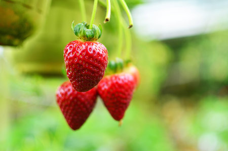 fresh strawberry from cold winterの写真素材