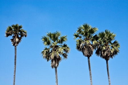 Sugar palm on blue sky backgroundの写真素材