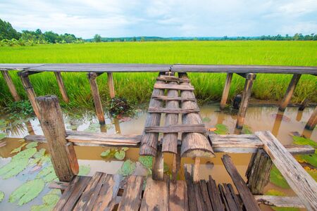 Wood bridge on green rice field   , located at Khok Kham village, Khonburi, Nakhon Ratchasima, Thailand.の写真素材