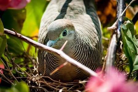 Bird in the nest at Hua Hin District, Prachuap Khiri Khan Province, Thailand.の写真素材