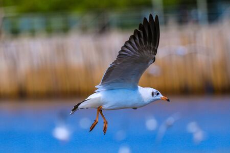 Close up seagull flying in the sky on the sea, Bangpoo, Samutprakarn, Thailand.の写真素材