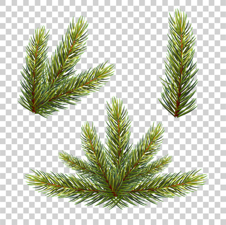 Spruce branch with cones. Vector illustration, isolated on transparent background. Suitable for creating Christmas cards, New Year. vectorのイラスト素材