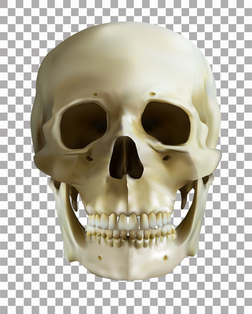 Human skull on transparent background.のイラスト素材