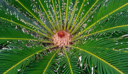 Cycas revoluta also known as sago palm or sago palmの写真素材
