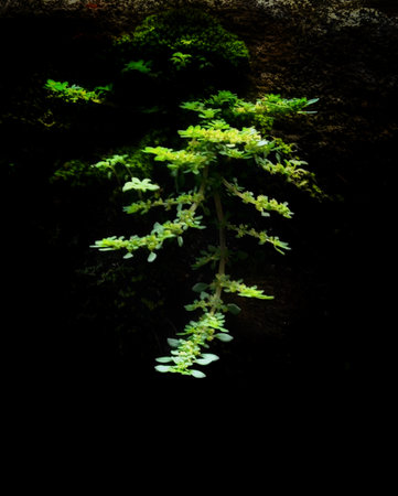 Green leaves on a black background, with space for text or imageの写真素材