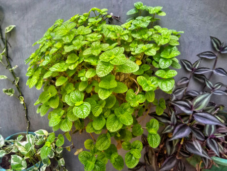 Peppermint plant in a pot on the wall, stock photo