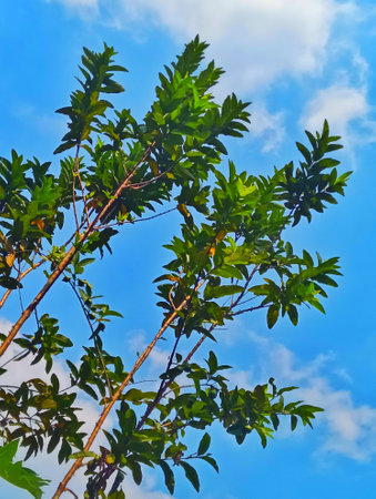 Green leaves of papaya tree on blue sky background, Thailand.の写真素材