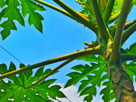 Papaya tree with green leaves and fruits on blue sky backgroundの写真素材